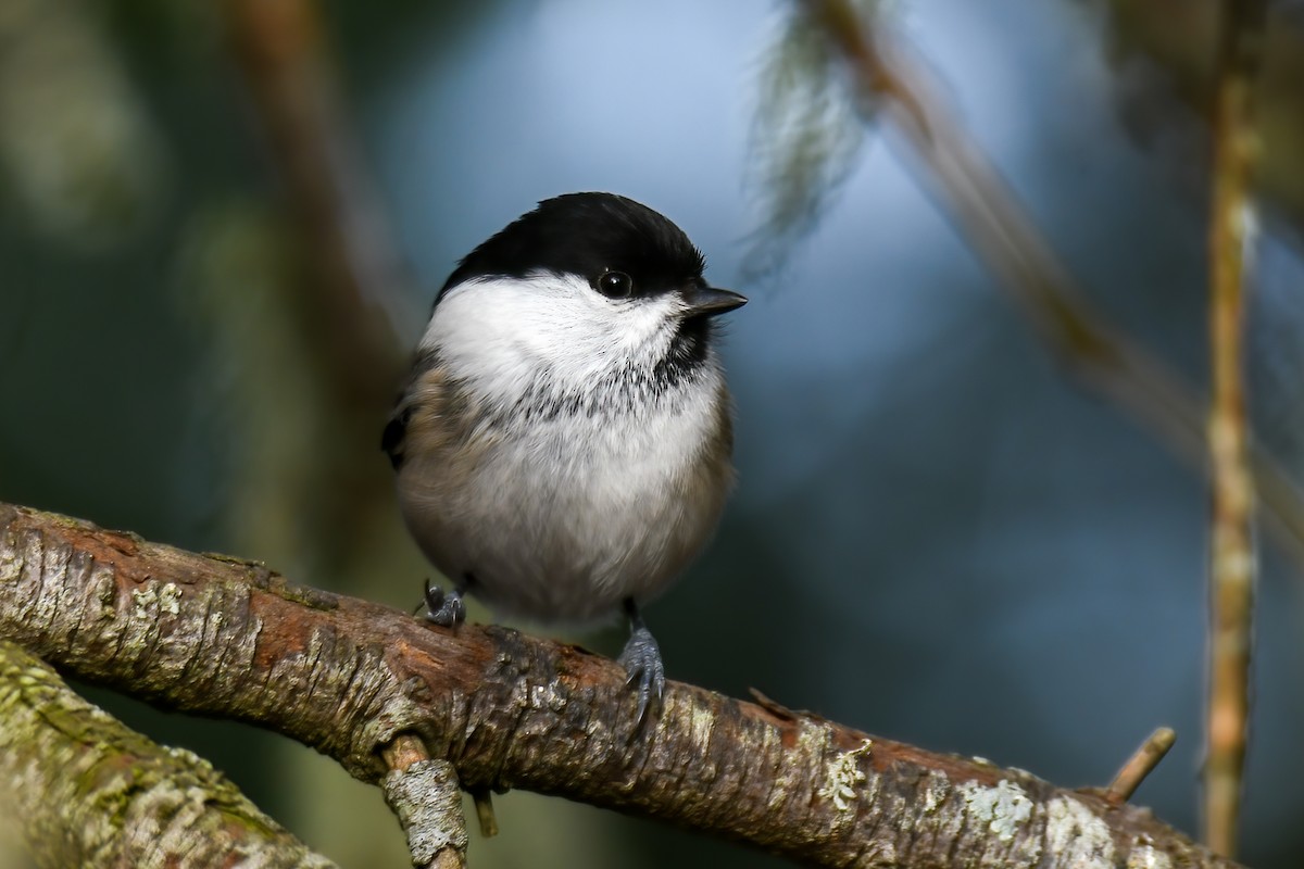 Willow Tit - Sujan Abu Jafar