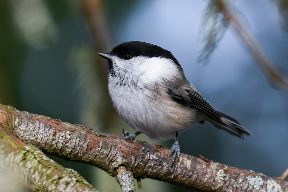 Willow Tit - Sujan Abu Jafar