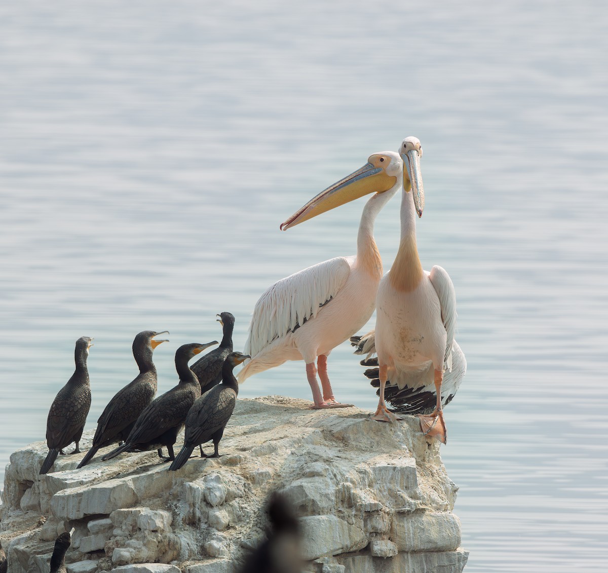 pelikán bílý - ML616061675