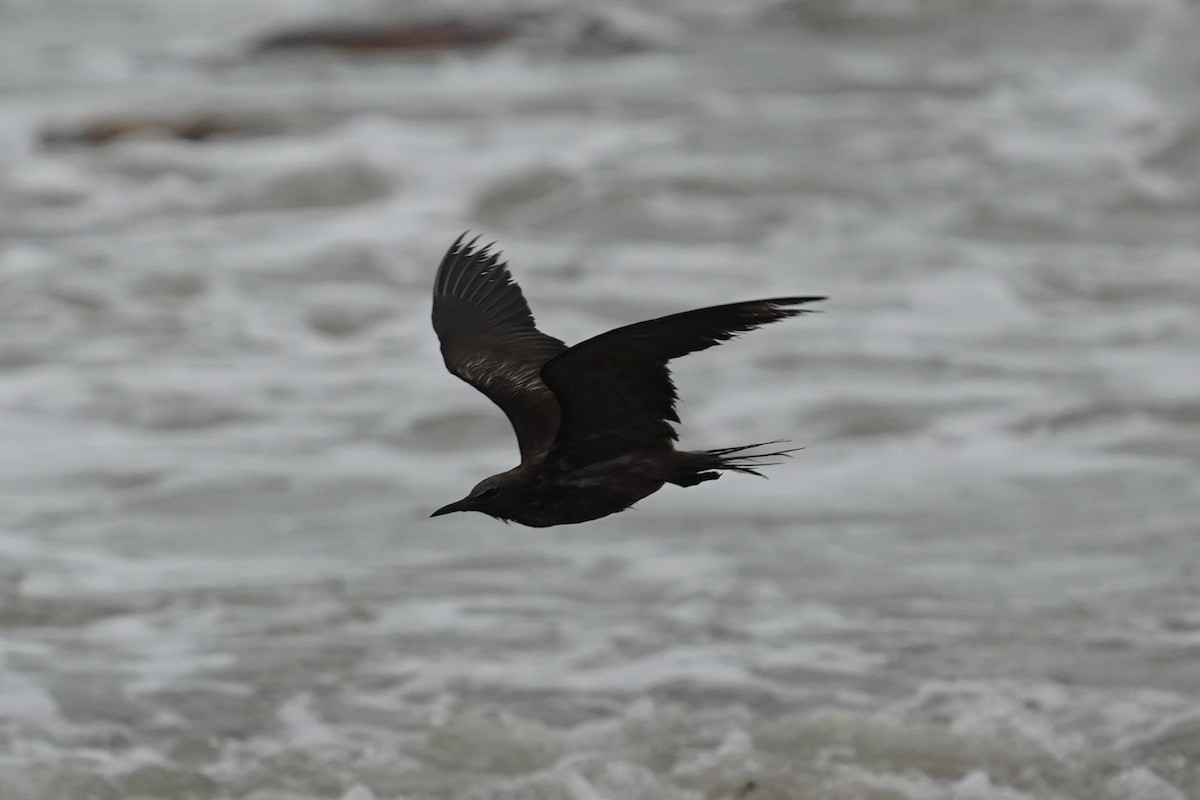 Brown Noddy - ML616061682