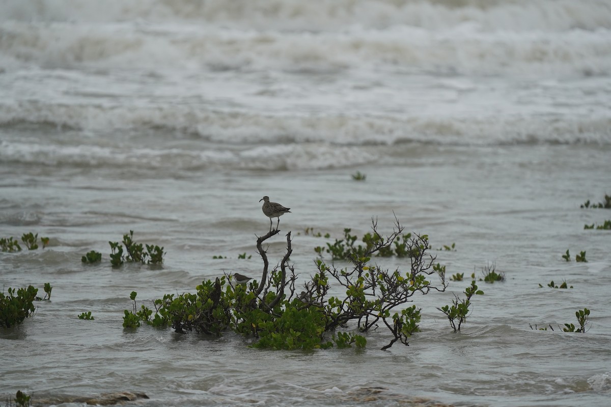 Whimbrel - ML616061696