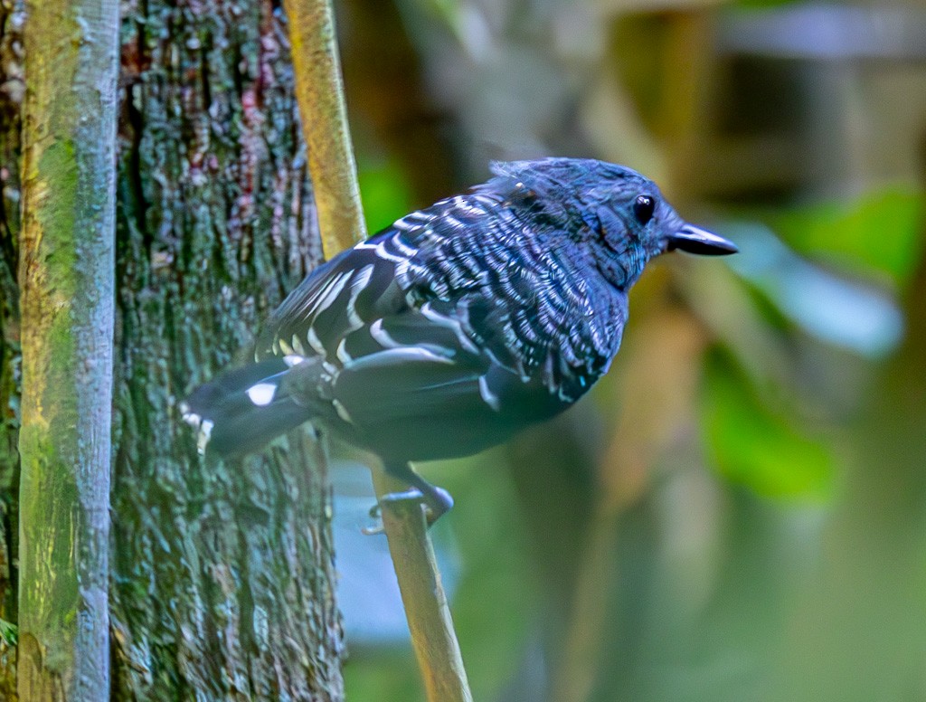 Xingu Scale-backed Antbird - Mats Hildeman