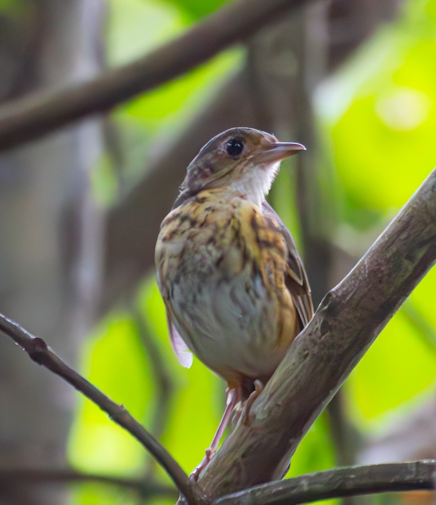 Amazonian Antpitta - ML616061701