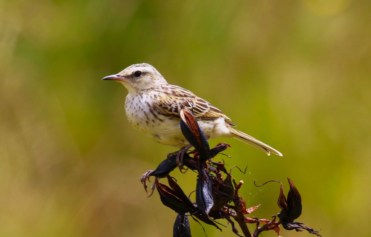 New Zealand Pipit - ML616061726