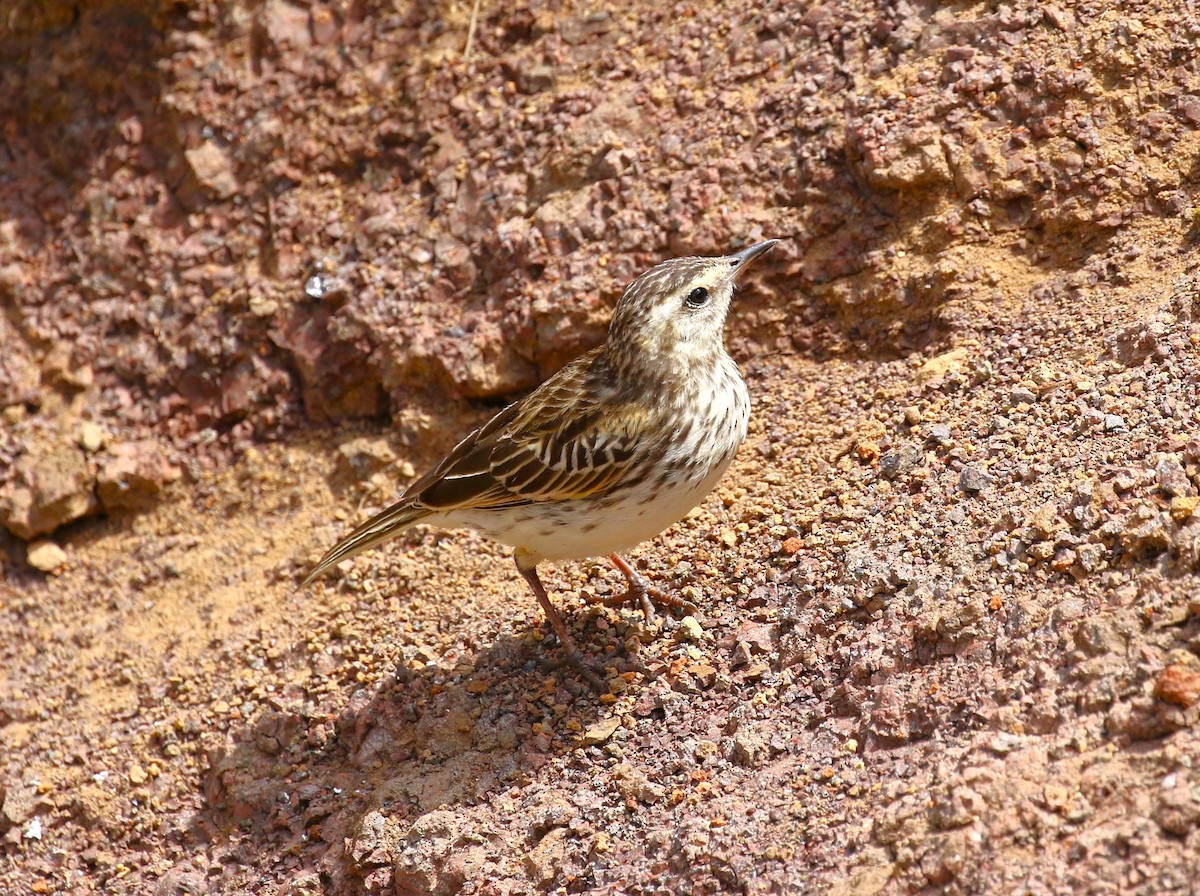 New Zealand Pipit - sean clancy