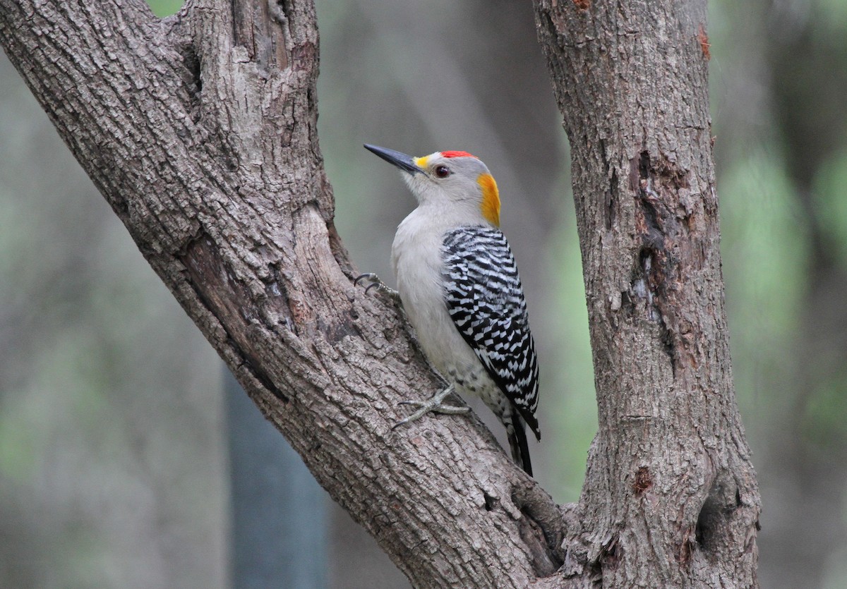 Golden-fronted Woodpecker - Lyann Comrack