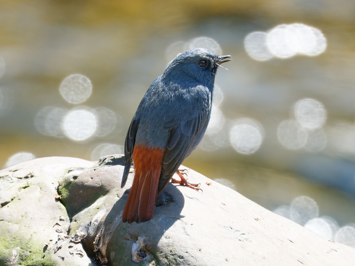 Plumbeous Redstart - ML616061756