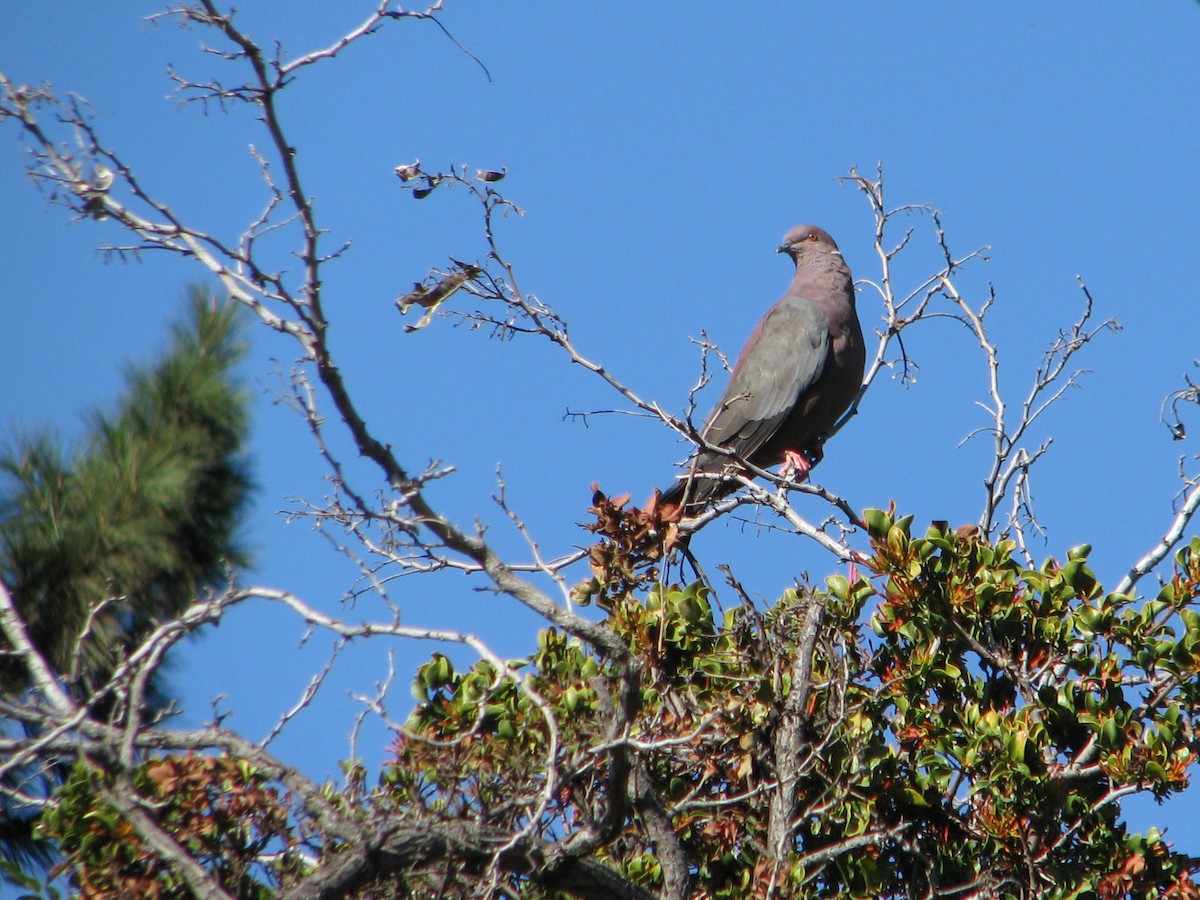 Chilean Pigeon - ML616061765