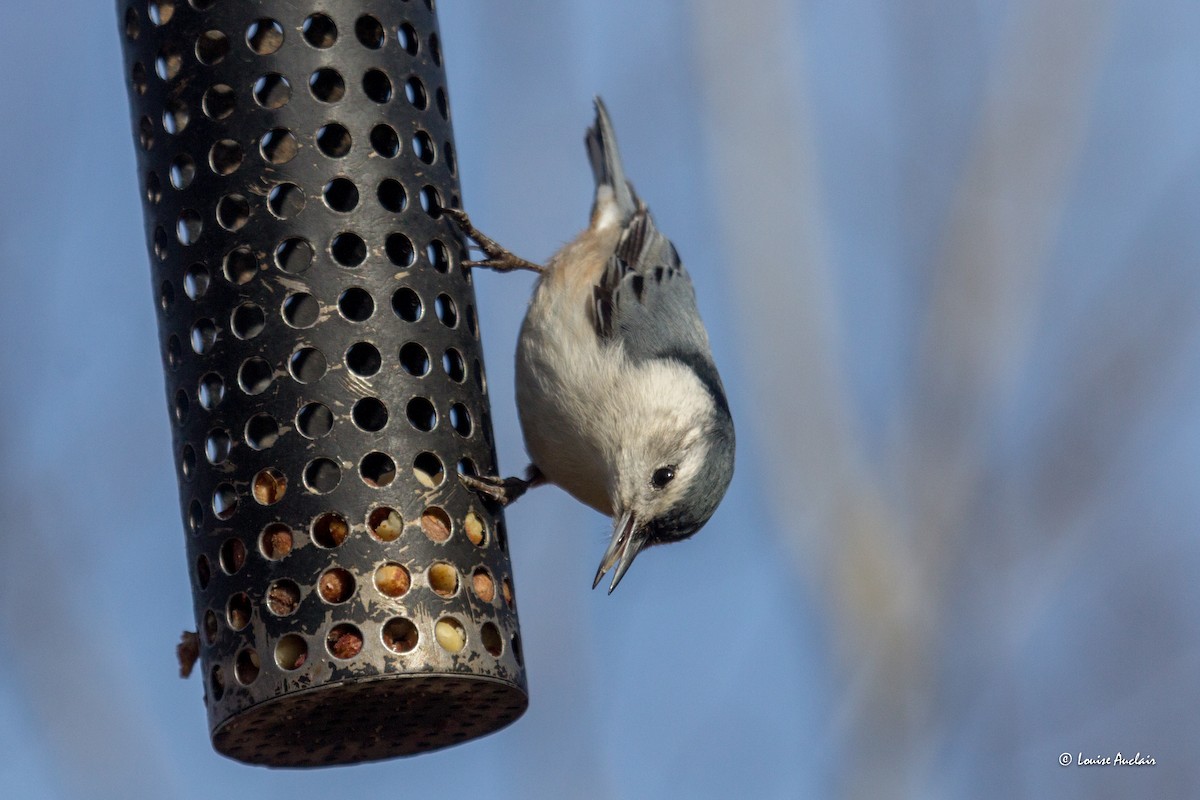 White-breasted Nuthatch - ML616061769