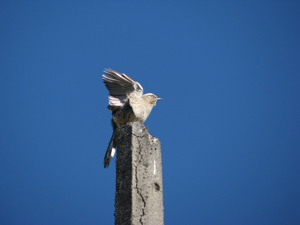 Chilean Mockingbird - ML616061771