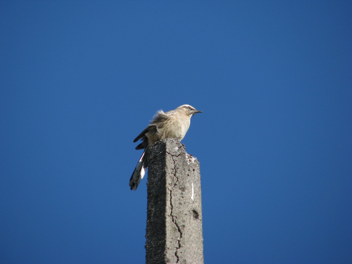 Chilean Mockingbird - ML616061772