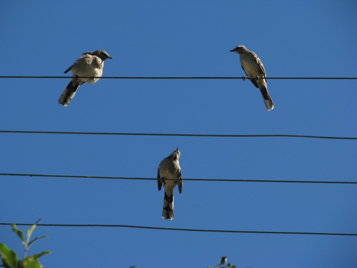 Chilean Mockingbird - ML616061773