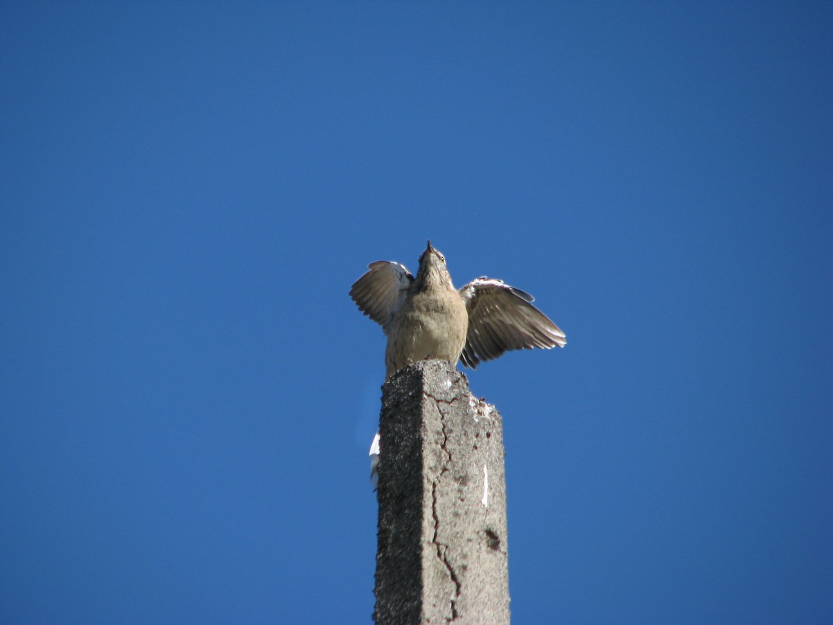 Chilean Mockingbird - ML616061775