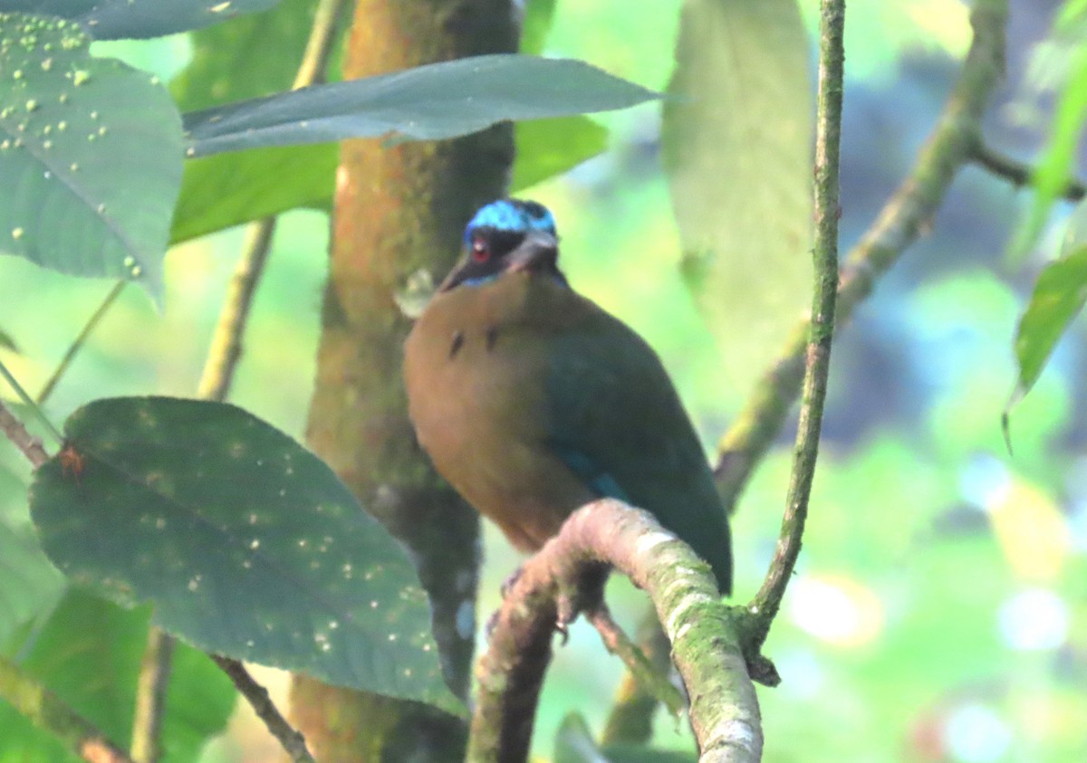 blåpannemotmot - ML616061822