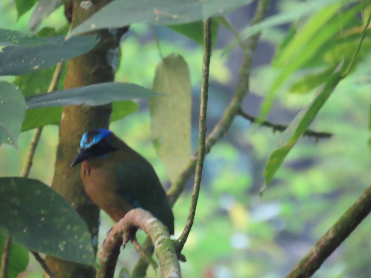 blåpannemotmot - ML616061825