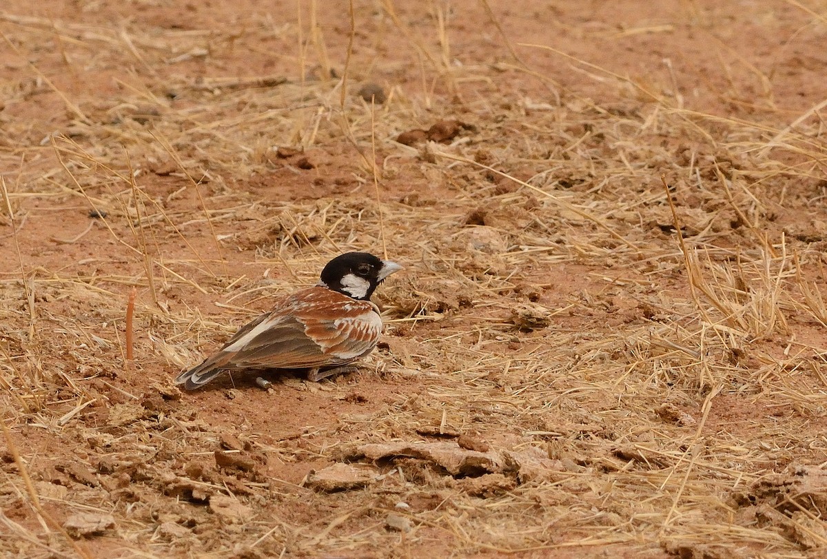 Chestnut-backed Sparrow-Lark - Carlos Alberto Ramírez