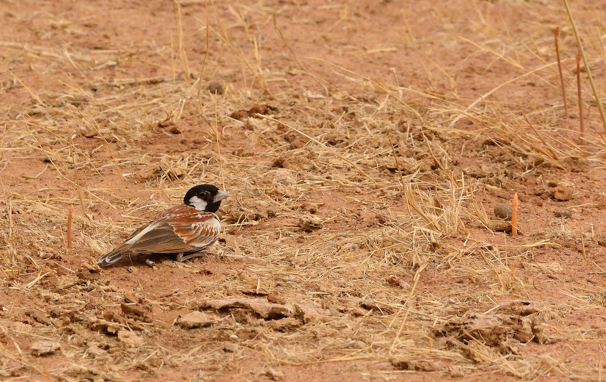 Chestnut-backed Sparrow-Lark - Carlos Alberto Ramírez