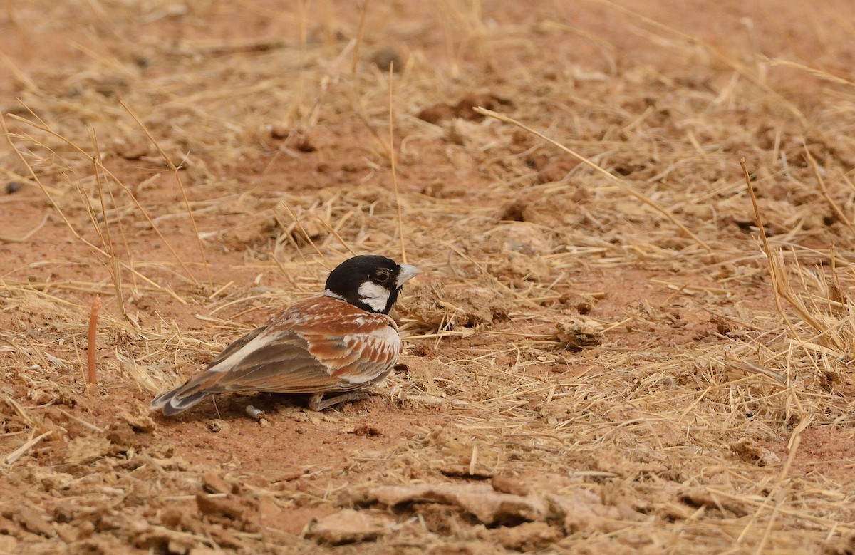 Chestnut-backed Sparrow-Lark - Carlos Alberto Ramírez