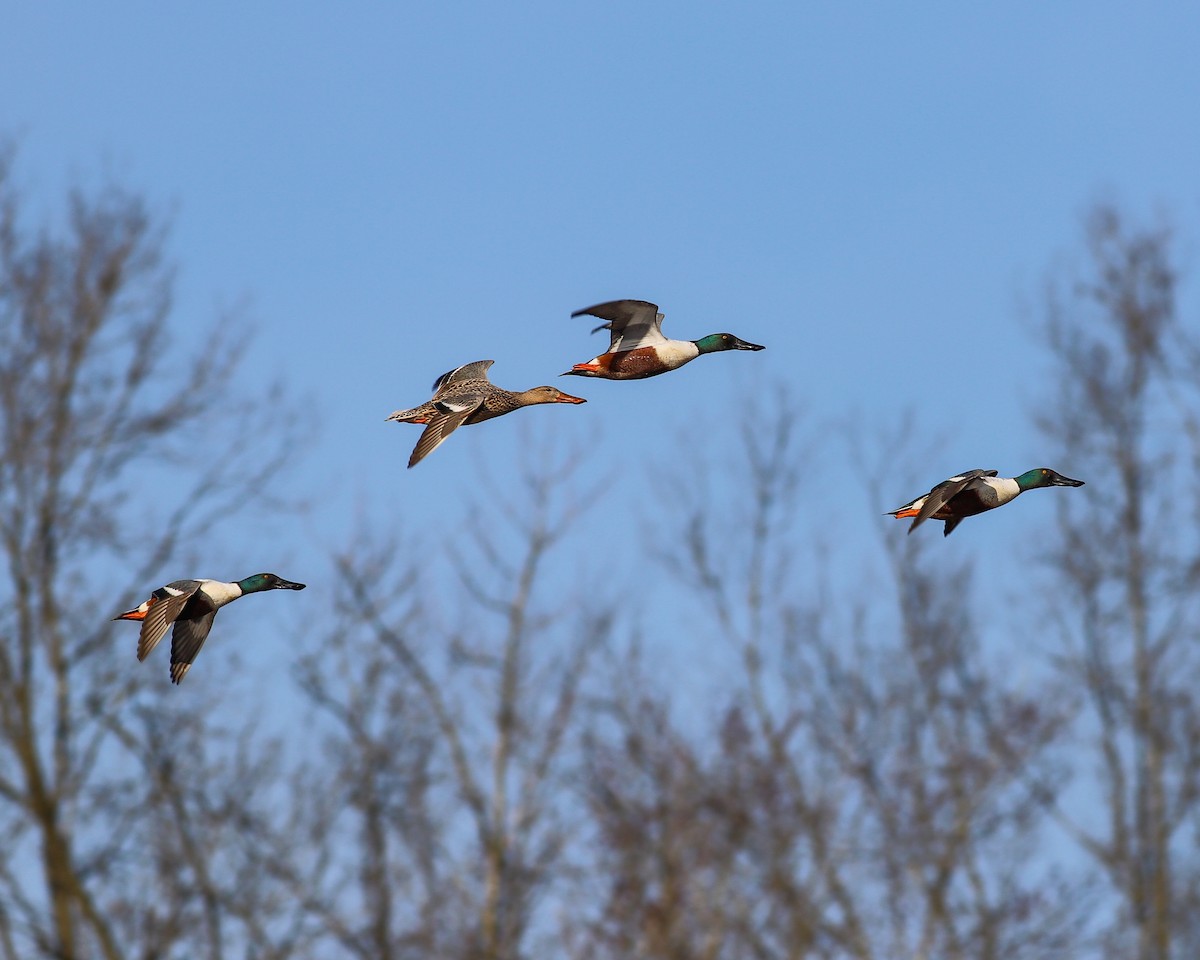 Canard souchet - ML616061985