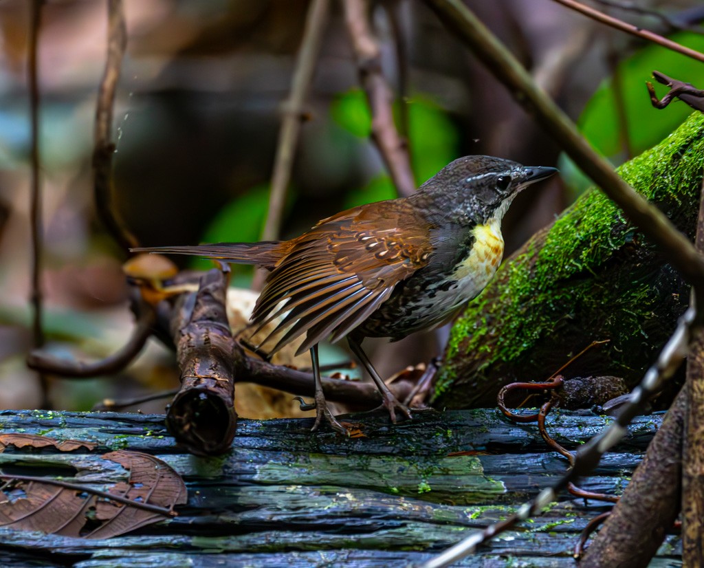 Rusty-belted Tapaculo - Mats Hildeman