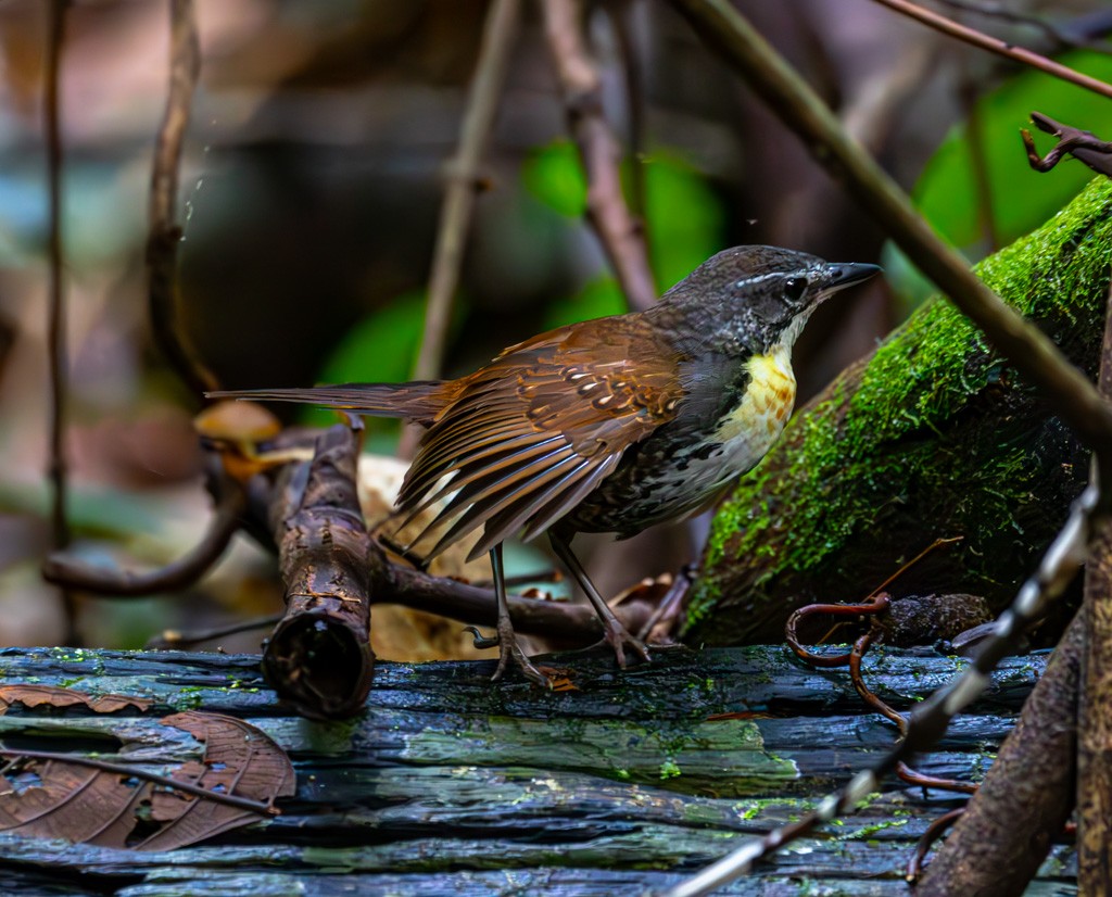 Tapaculo Amazónico - ML616061995