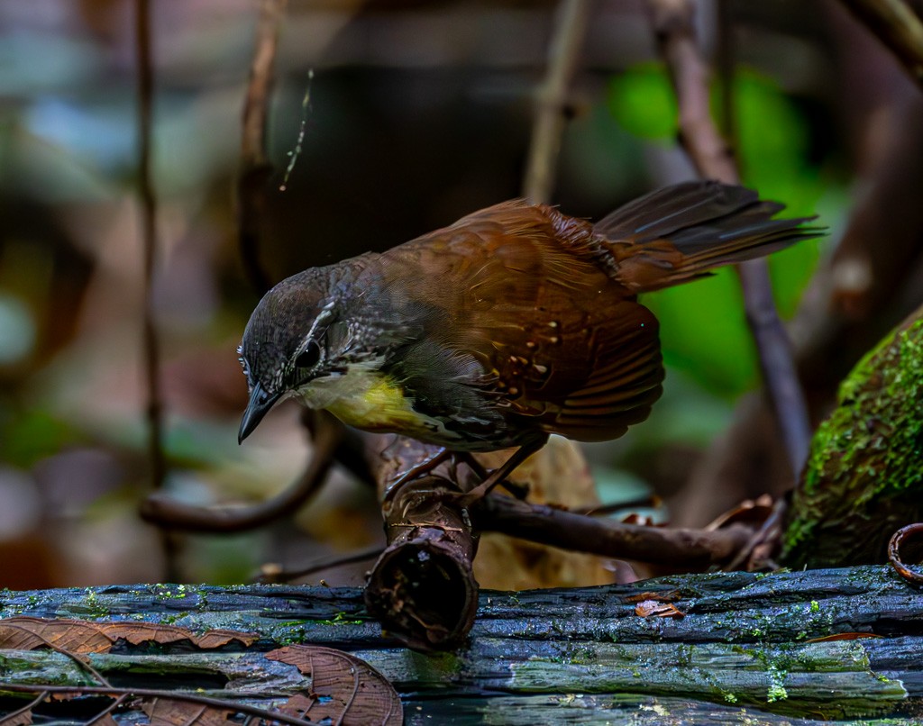 Tapaculo Amazónico - ML616062011