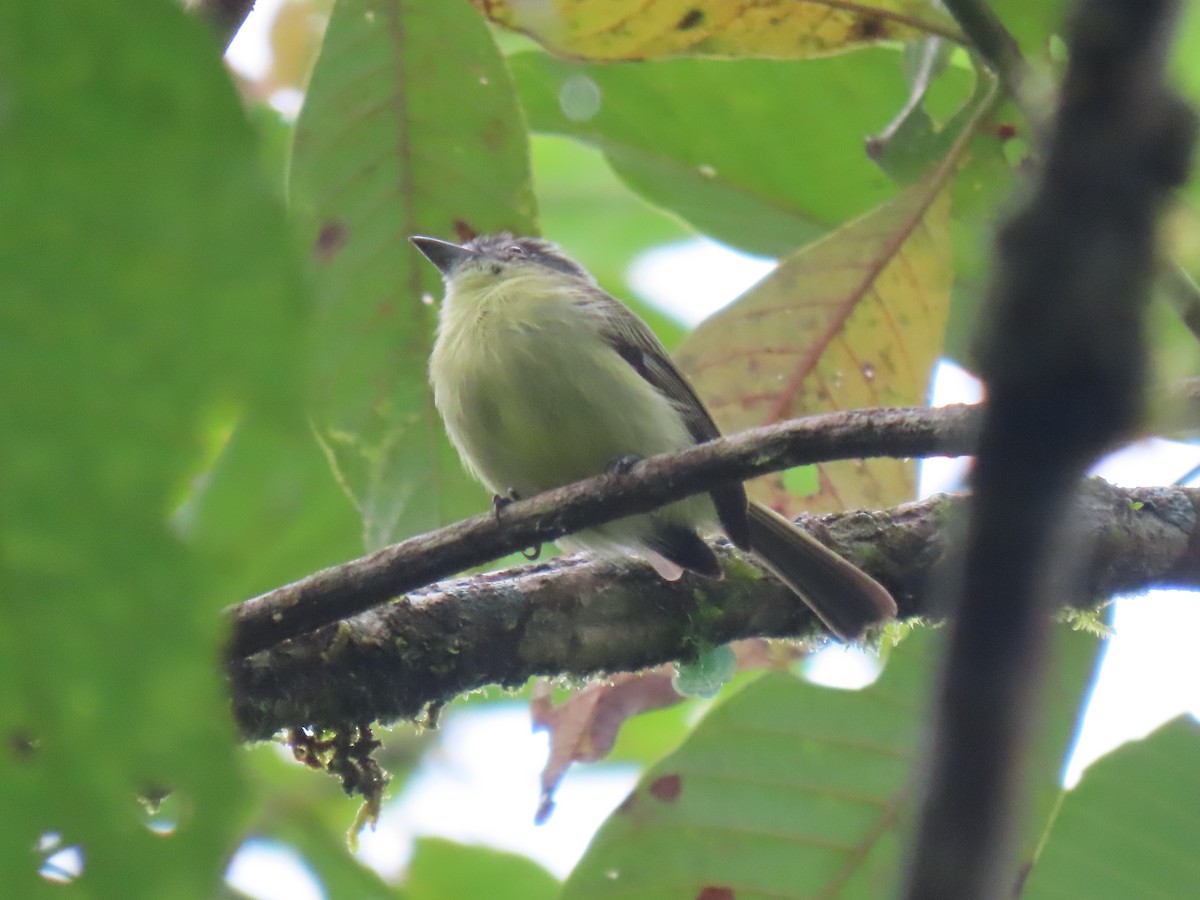 Ecuadorian Tyrannulet - ML616062057