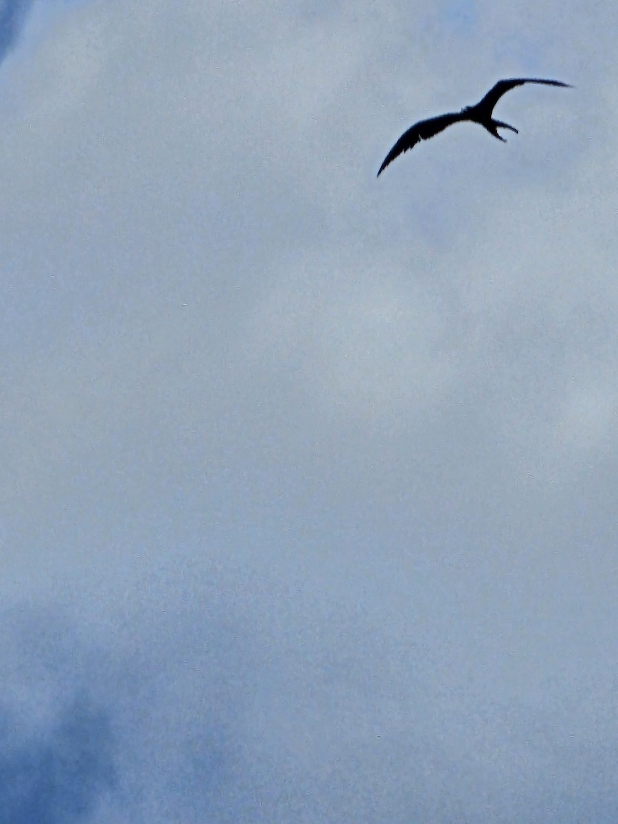 Magnificent Frigatebird - ML616062094