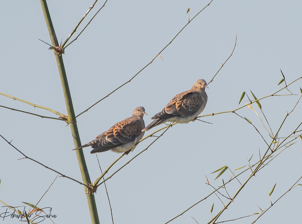 Oriental Turtle-Dove - Debankur Saha