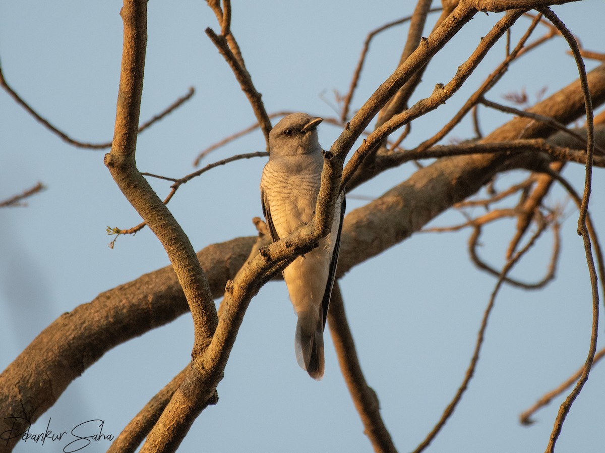 Large Cuckooshrike - ML616062113