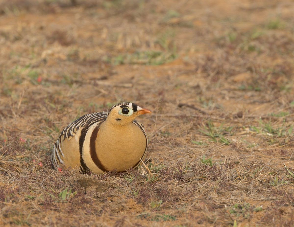 Painted Sandgrouse - ML616062123