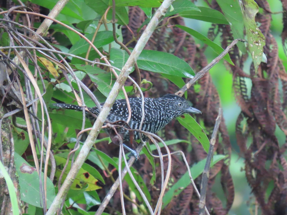 Lined Antshrike - ML616062130