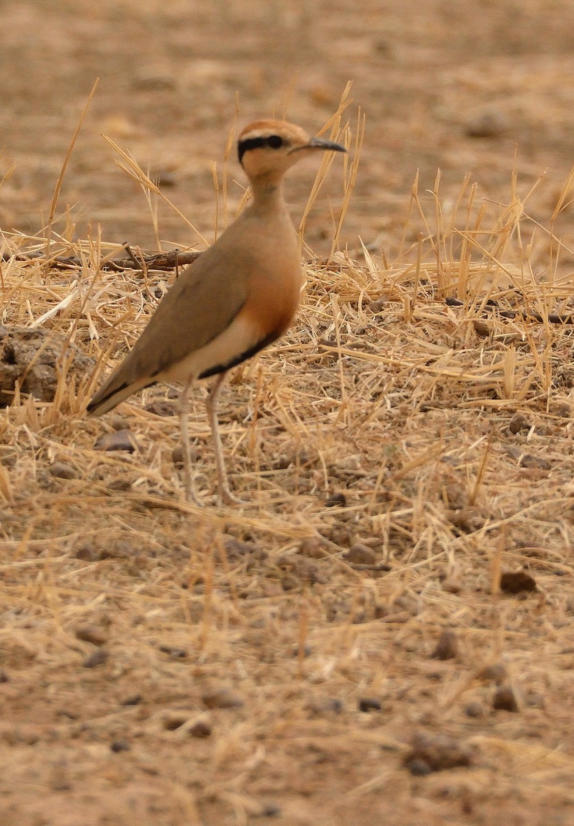 Temminck's Courser - ML616062212