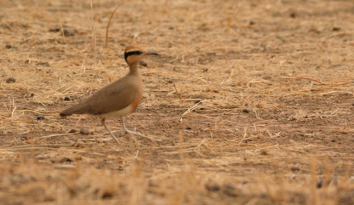 Temminck's Courser - ML616062214