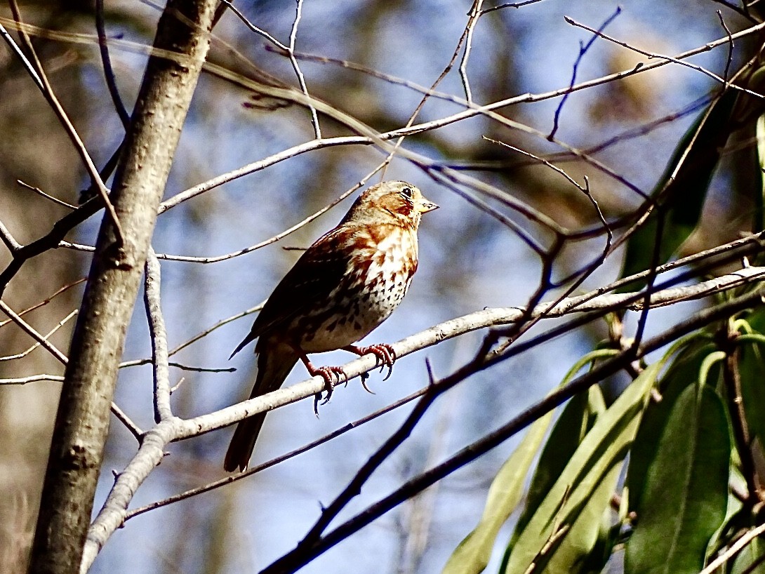 Fox Sparrow (Red) - ML616062265