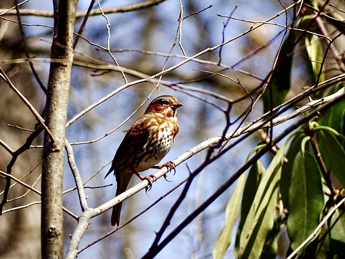 Fox Sparrow (Red) - ML616062266