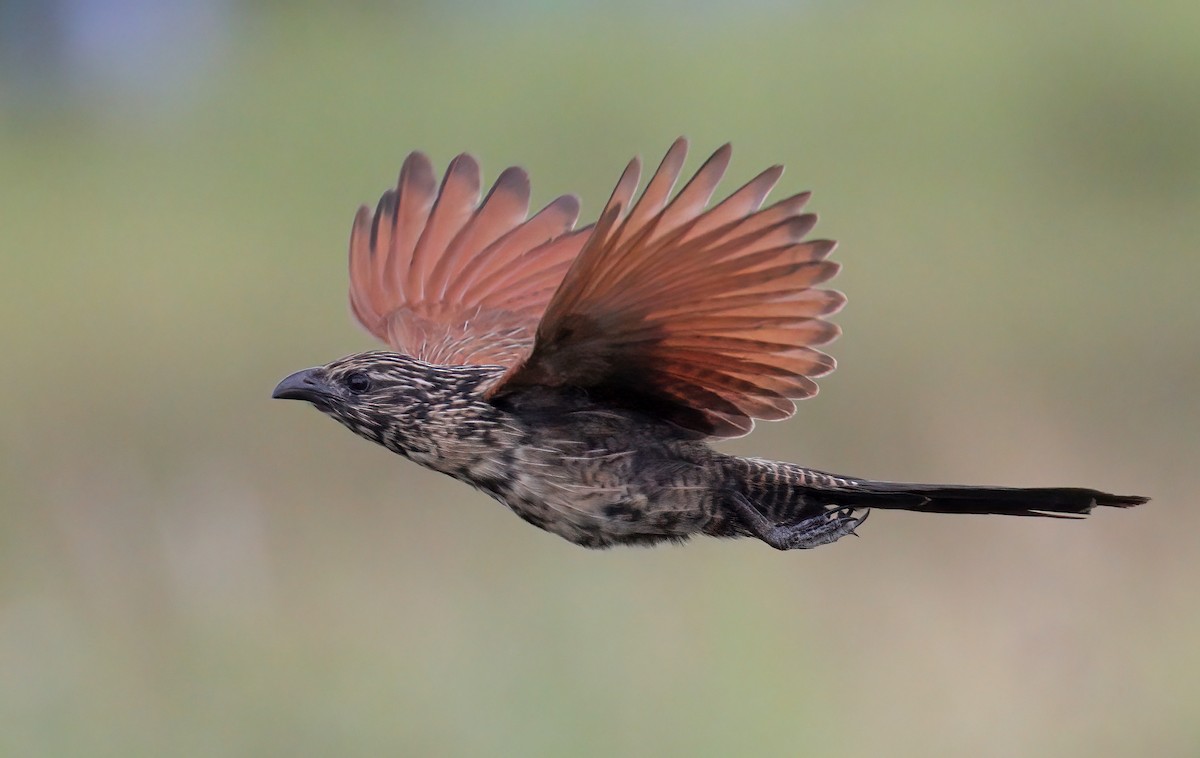 Lesser Coucal - sheau torng lim