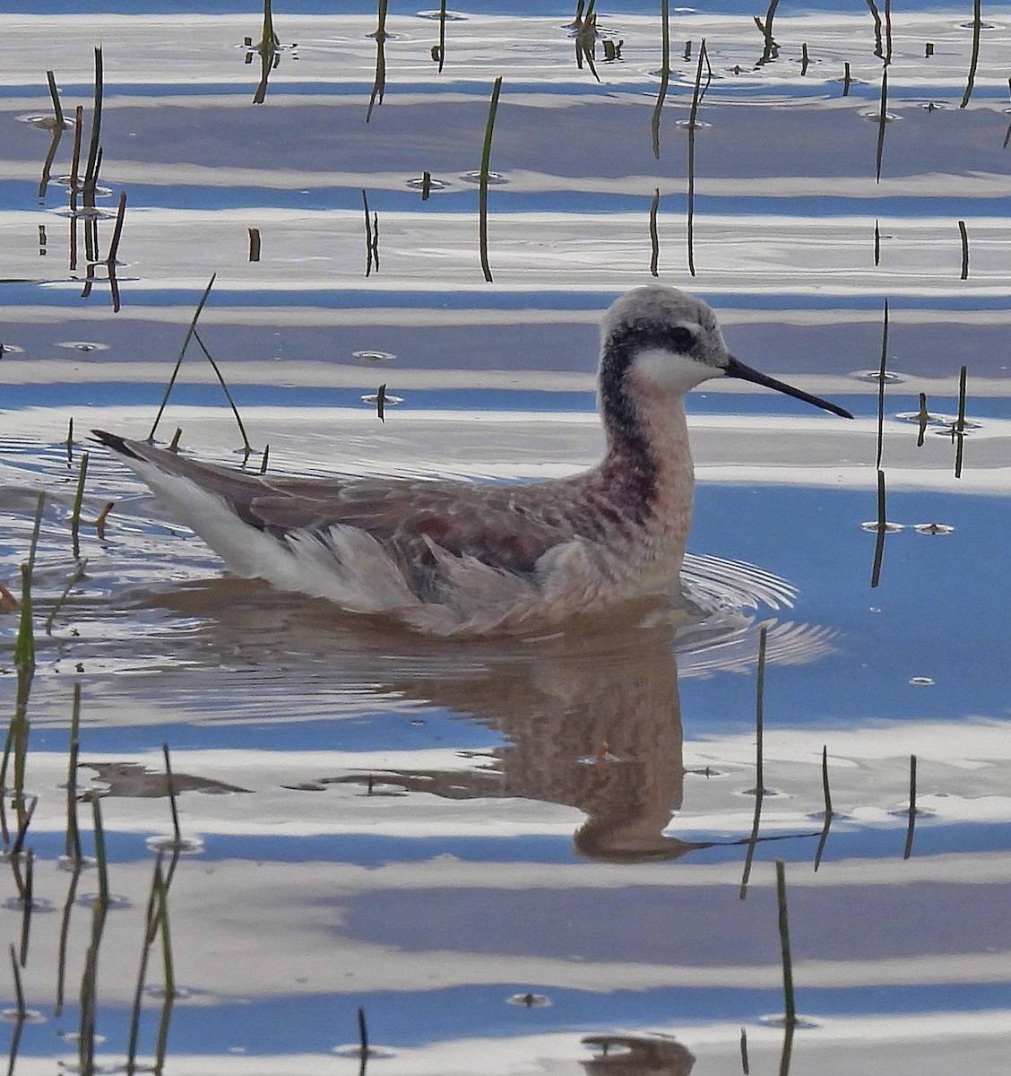 hvithalesvømmesnipe - ML616062427