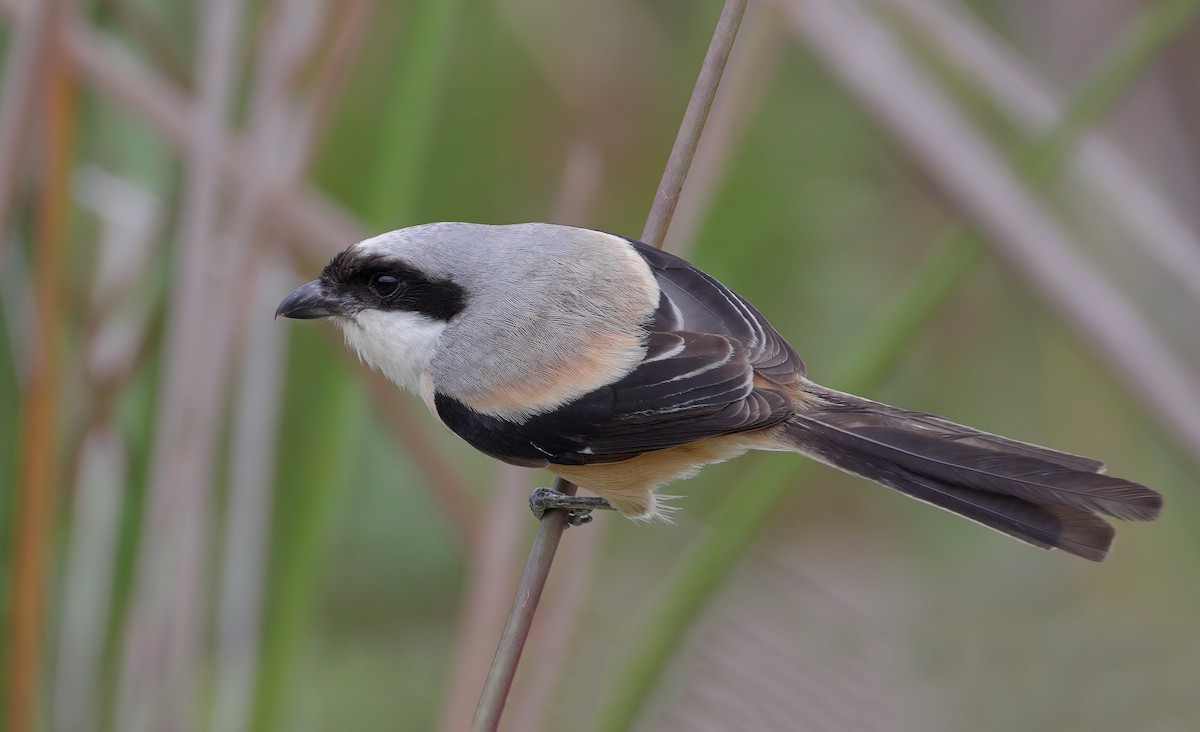 Long-tailed Shrike - sheau torng lim