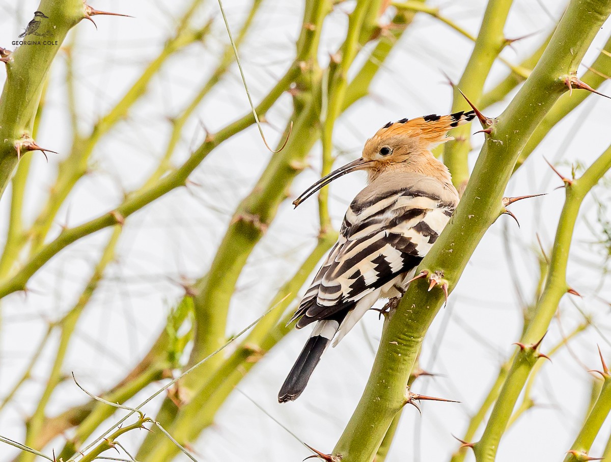 Eurasian Hoopoe - ML616062439