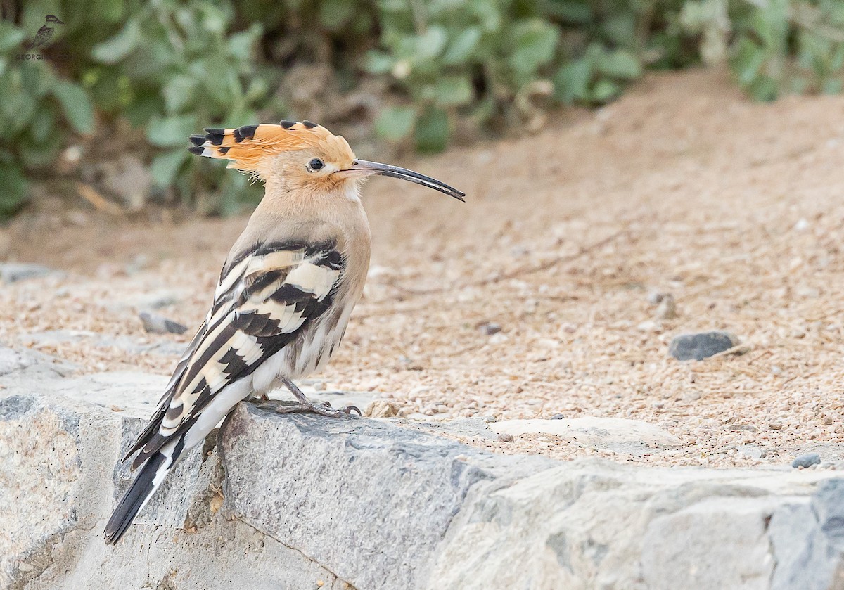 Eurasian Hoopoe - ML616062440