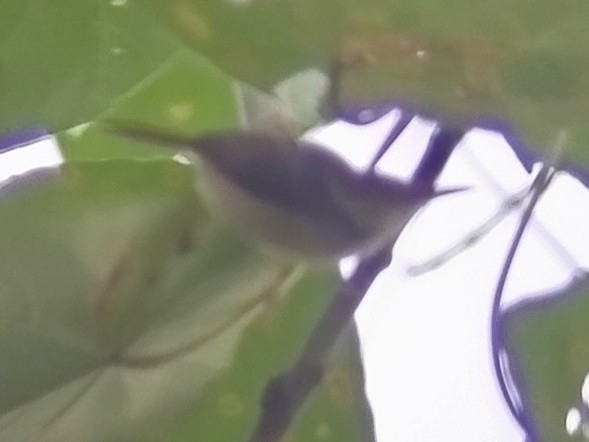 Rufous-tailed Tailorbird - ML616062496