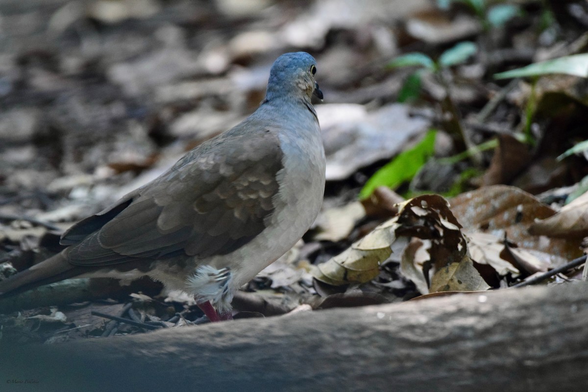 Gray-headed Dove - ML616062500