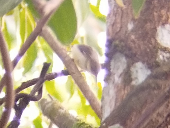 Rufous-tailed Tailorbird - ML616062502