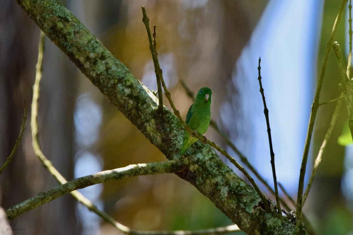 Spectacled Parrotlet - ML616062530