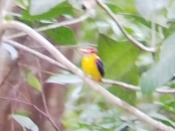 Rufous-backed Dwarf-Kingfisher - ML616062559