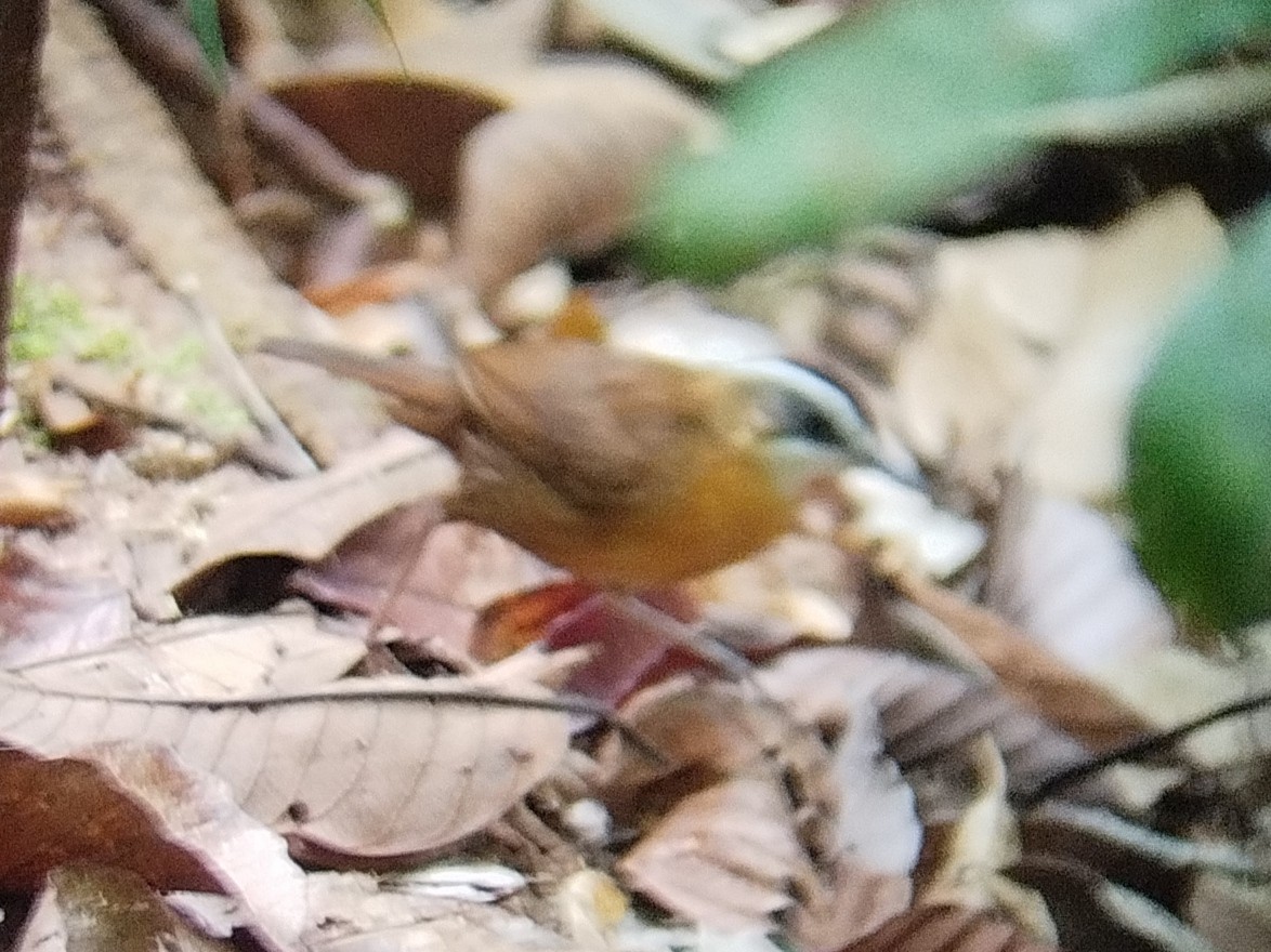 Bornean Black-capped Babbler - ML616062600