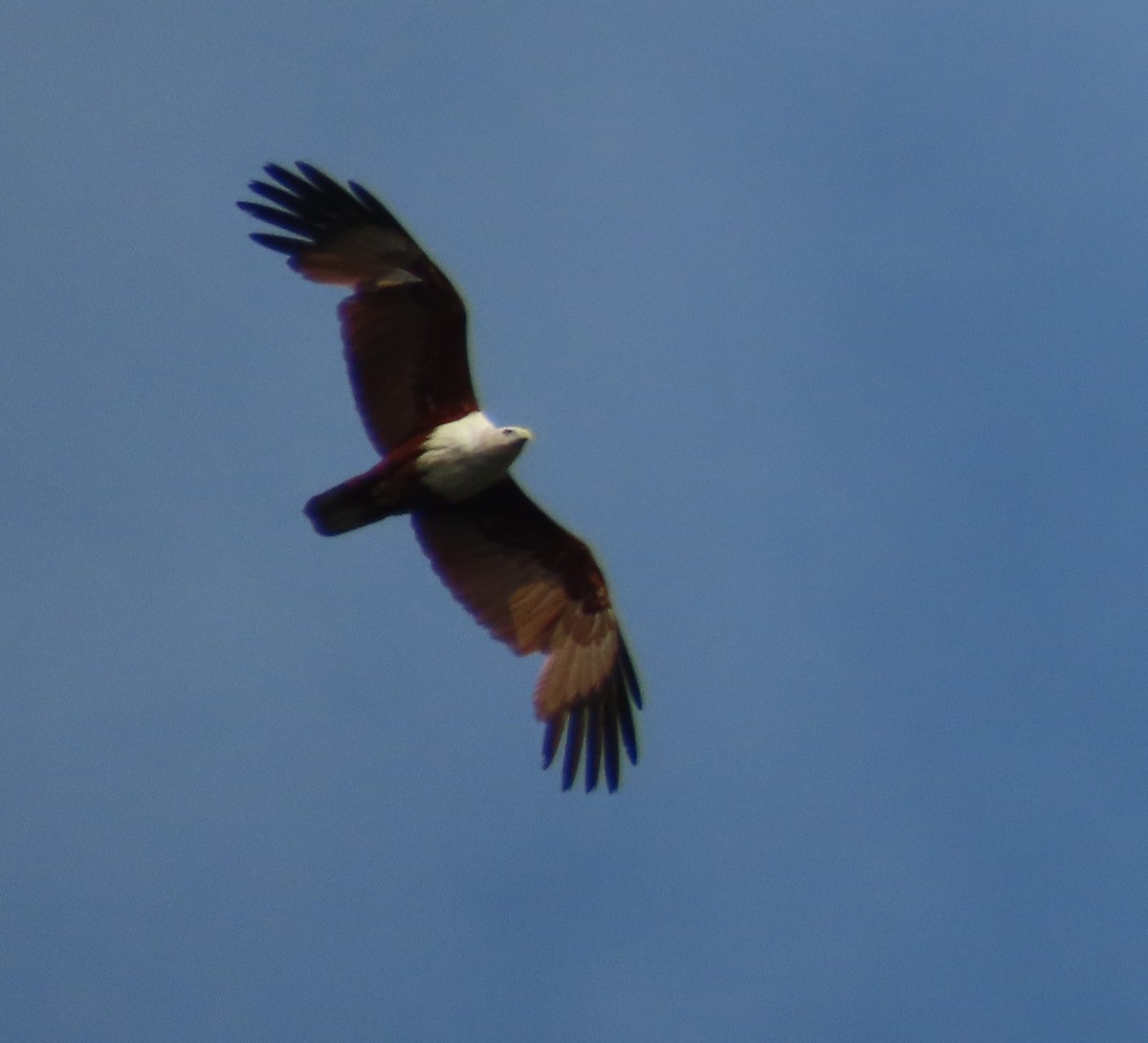 Brahminy Kite - Anonymous