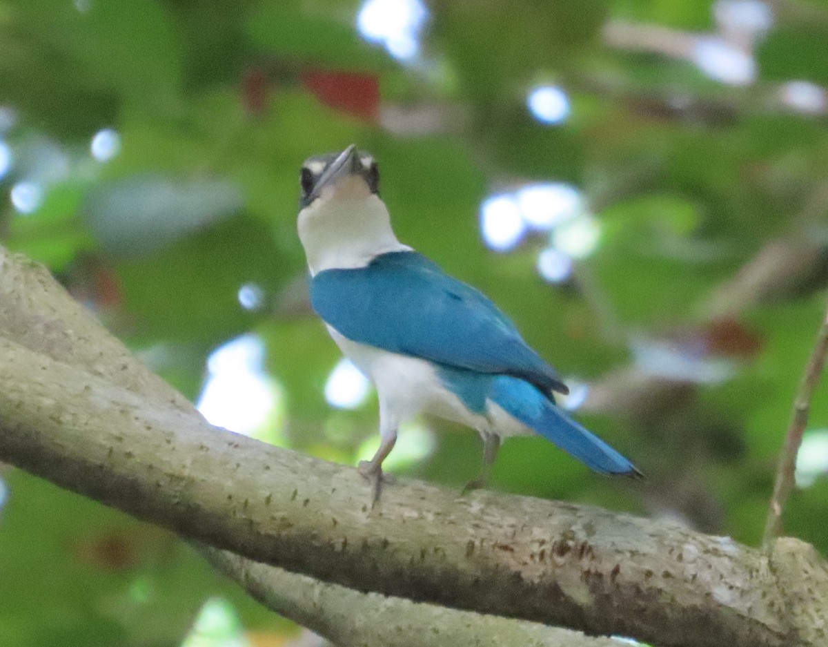 Collared Kingfisher - ML616062618