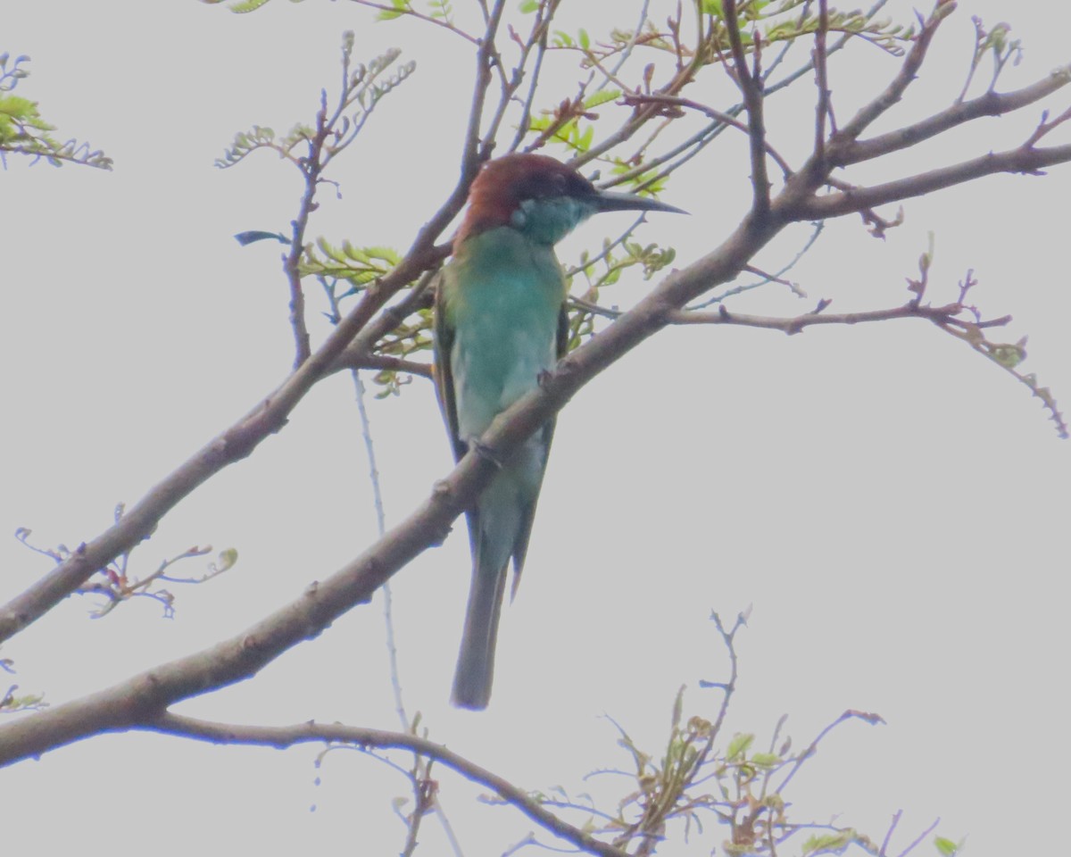 Blue-throated Bee-eater - ML616062619